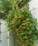 Lonicera_x_tellmaniana_Gold-Geißblatt_P1090302 (1)3